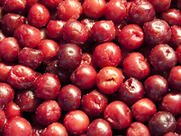 Cherries Sour IQF 1kg SpeedyBerry